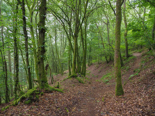 Obraz premium Small path in deep green forest.