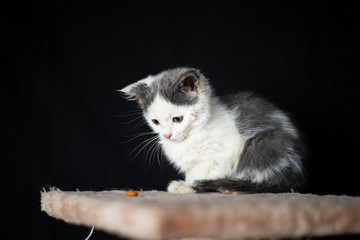 Cute kitten posing on the scraching post