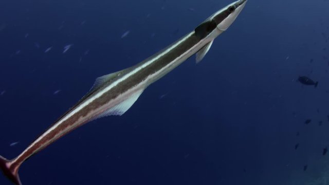 Remora fish live sharksucker, Echeneis naucrates,  in the blue water, Maldives