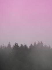Beautiful forest landscape. Silhouettes of fir trees in the cloudy foggy day.  Artistic image with pink filter.
