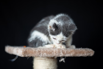 Cute kitten posing on the scraching post