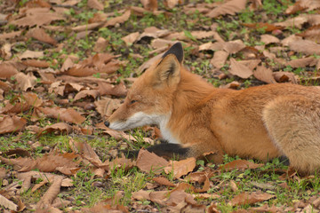 旭川　神楽岡公園のきつね