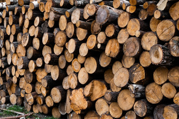 Firewood stacked and prepared for winter Pile of wood logs. Pile of wood logs ready for winter. Wood texture background have many logs that cut from big trees and small trees.