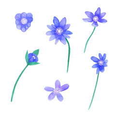 watercolor forget-me-not flowers. Purple flowers