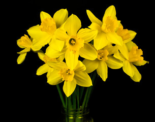 Beautiful yellow daffodils in a glass vase isolated on a black background.