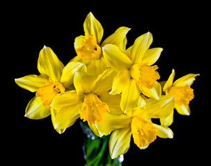 Beautiful yellow daffodils in a glass vase isolated on a black background 