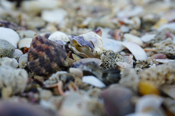 coral background in beach