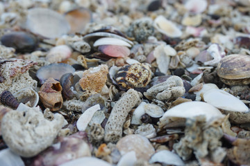 coral background in beach