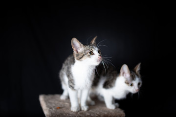 Domestic cat on the scratching post