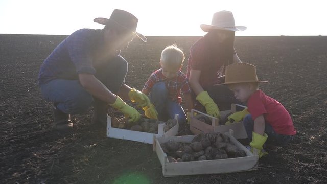 teamwork happy family red neck farmers eco farming. agriculture a concept are working harvest eco farming slow motion video. team of farmers mom dad and kids sorting potatoes in wooden crates slow