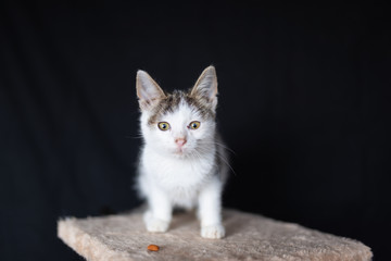 Domestic cat on the scratching post