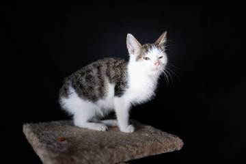 Domestic cat on the scratching post