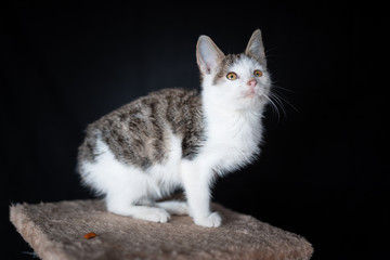 Domestic cat on the scratching post