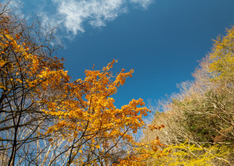 安達太良山の秋