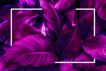 Tropical leaves with white frame, abstract purple leaves, small green leaves, natural purple background