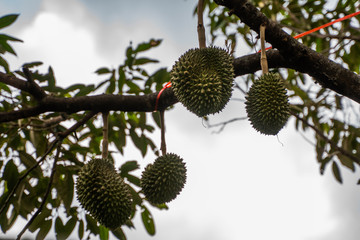 Durian - king of tropical fruit, on a tree branch in the orchard. Fresh durian on a tree in gardening system. Durian plantation. Durian can grow in suitable conditions. Special and useful plant.