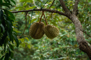 Durian - king of tropical fruit, on a tree branch in the orchard. Fresh durian on a tree in...