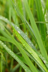 Fototapeta na wymiar Fresh green grass with water drops closeup.