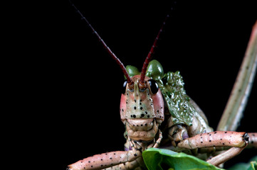 Green Milkweed locust, extremely close up, macro