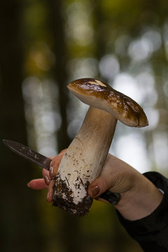 Steinpilz im Wald