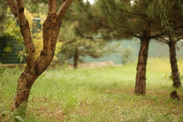 Spring garden with different trees on a cloudy day.