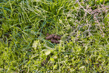 Hundekot im Gras