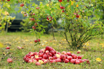 Fototapeta premium Red apples on apple tree branch