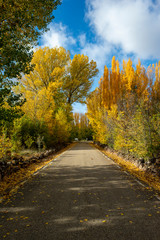 Road with autumn trees in Soria, Castilla Leon