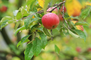 Red apples on apple tree branch
