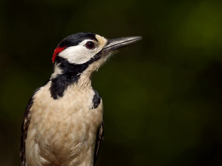 Weiblicher Buntspecht