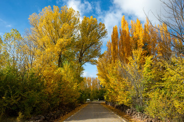 Road with autumn trees in Soria, Castilla Leon
