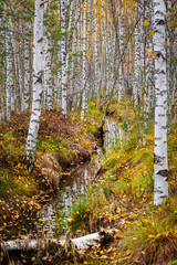 A drainage ditch divides the autumn birch forest into two parts on the swamp
