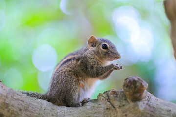 Chipmunk sits on a tree