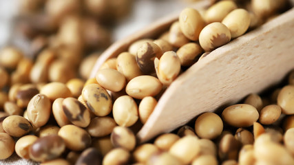 Soybeans in a wooden spatula. Selective focus. Macro.