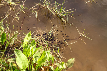 Obraz premium A large number of black tadpoles in the pond, swamp, lake.