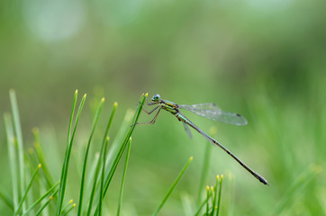 オオアオイトトンボ　オス