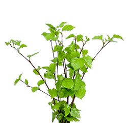 Young branches of birch isolated on white background.