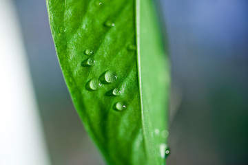 Drops of water on green leaf. Selective focus. Macro photography.