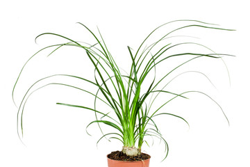 Young Nolina (or Beaucarnea) house plant in a flower pot isolated on white background.