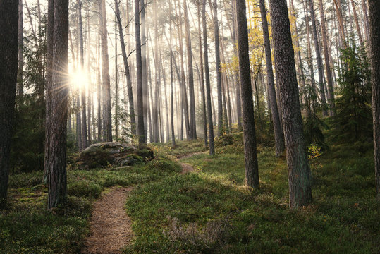 Sonnenaufgang im Kiefernwald bei Morgennebel