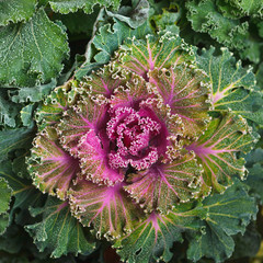 colorful blooming ornamental cabbage flower (cauliflower) with frost