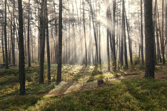 Sonnenaufgang im Kiefernwald bei Morgennebel