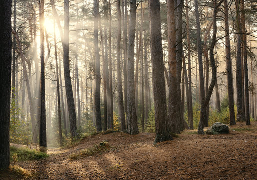 Sonnenaufgang im Kiefernwald bei Morgennebel