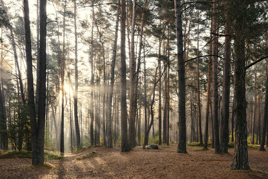 Sonnenaufgang im Kiefernwald bei Morgennebel