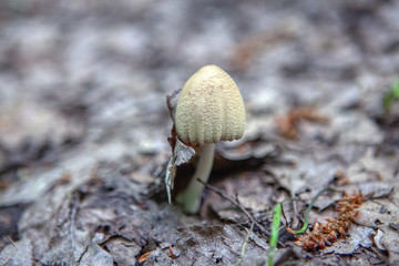  mushroom growing between dry leaves in the autumn 