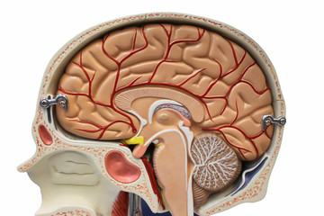 Brain section