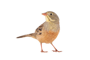 ortolan (Emberiza hortulana) isolated on a white background