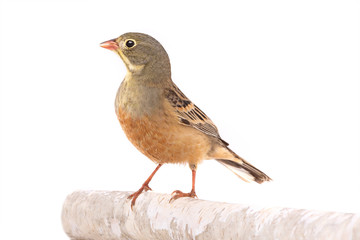 ortolan (Emberiza hortulana) isolated on a white background