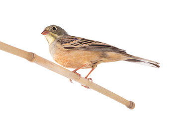 ortolan (Emberiza hortulana) isolated on a white background