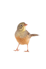 ortolan (Emberiza hortulana) isolated on a white background